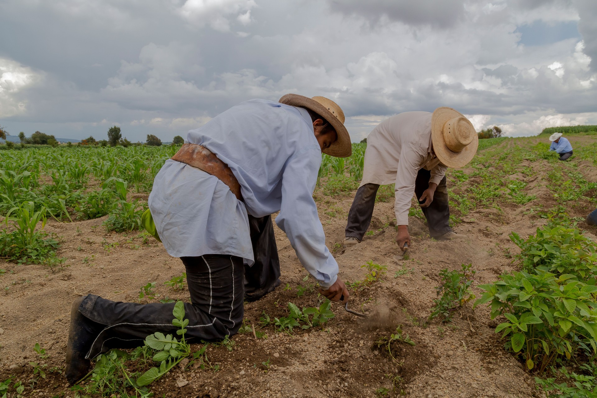 Mexican farmers cultivating amaranth crop in field